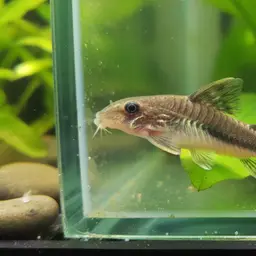 Otocinclus, photo 12
