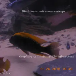 Zimbabwe Rock, photo 4