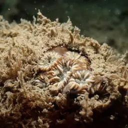 Zebra Coral, photo 2