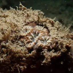 Zebra Coral, photo 3