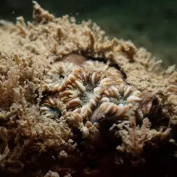 Zebra Coral, photo 4