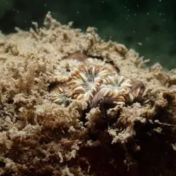 Zebra Coral, photo 5