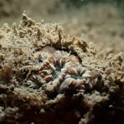 Zebra Coral, photo 6