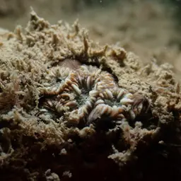 Zebra Coral, photo 7