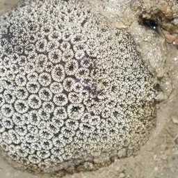 Zebra Coral, photo 8