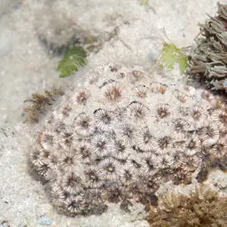 Zebra Coral, photo 9