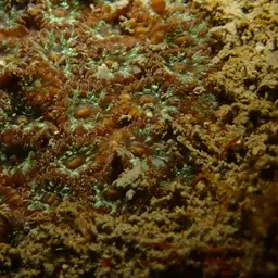 Zebra Coral, photo 10