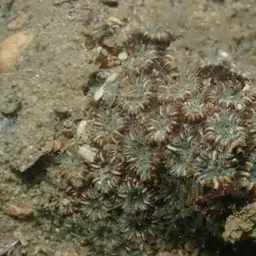 Zebra Coral, photo 12