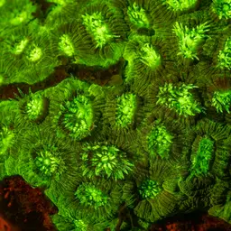 Intermediate Valley Coral, photo 1