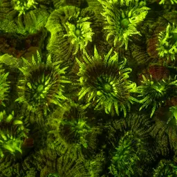 Intermediate Valley Coral, photo 2
