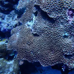 Intermediate Valley Coral, photo 4