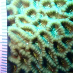 Intermediate Valley Coral, photo 5