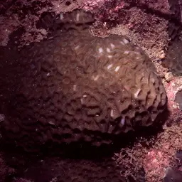 Intermediate Valley Coral, photo 6