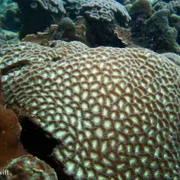 Intermediate Valley Coral, photo 7