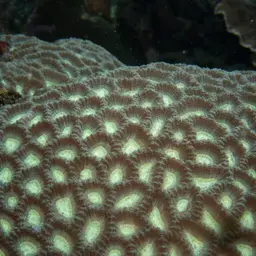 Intermediate Valley Coral, photo 8