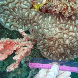 Intermediate Valley Coral, photo 9