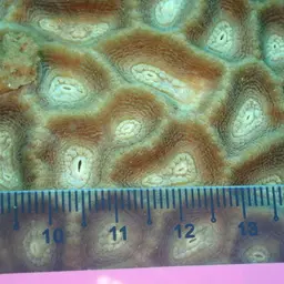 Intermediate Valley Coral, photo 10
