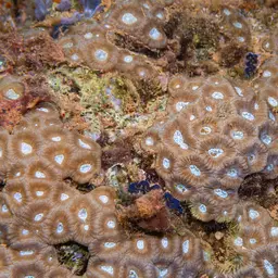 Intermediate Valley Coral, photo 11