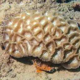 Intermediate Valley Coral, photo 12
