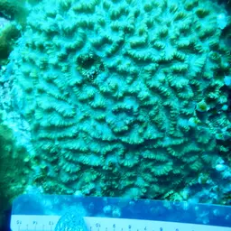 Intermediate Valley Coral, photo 2