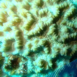 Intermediate Valley Coral, photo 3