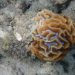 Intermediate Valley Coral, photo 4