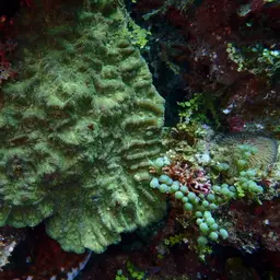 Intermediate Valley Coral, photo 5