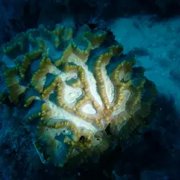 Intermediate Valley Coral, photo 1