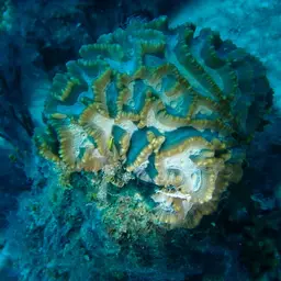 Intermediate Valley Coral, photo 6
