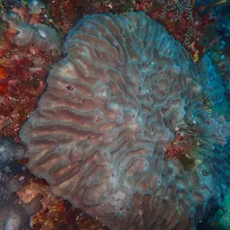 Intermediate Valley Coral, photo 7