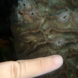 Intermediate Valley Coral, photo 8