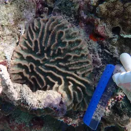 Intermediate Valley Coral, photo 10