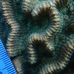 Intermediate Valley Coral, photo 11