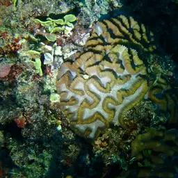 Intermediate Valley Coral, photo 12