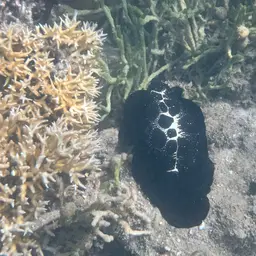 Common Egg Cowrie, photo 1