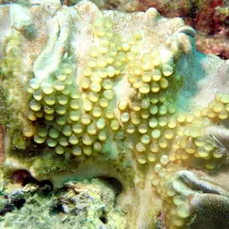 Common Egg Cowrie, photo 2