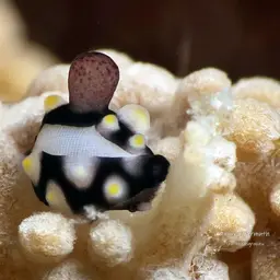 Common Egg Cowrie, photo 3