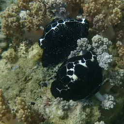 Common Egg Cowrie, photo 4