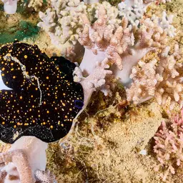 Common Egg Cowrie, photo 5