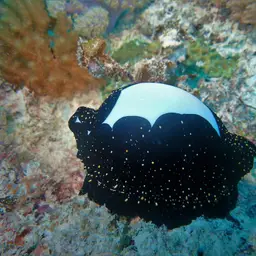Common Egg Cowrie, photo 6