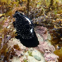 Common Egg Cowrie, photo 7