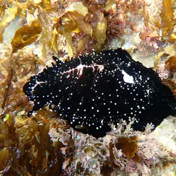 Common Egg Cowrie, photo 8
