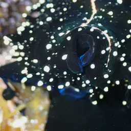 Common Egg Cowrie, photo 9