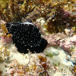 Common Egg Cowrie, photo 10