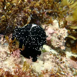 Common Egg Cowrie, photo 11