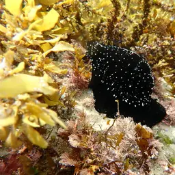 Common Egg Cowrie, photo 12