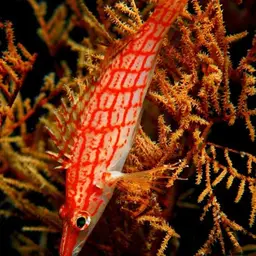 Longnose Hawkfish