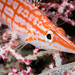 Longnose Hawkfish, photo 3