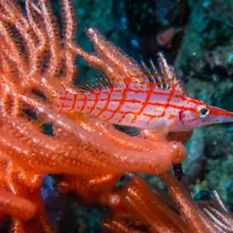 Longnose Hawkfish, photo 4