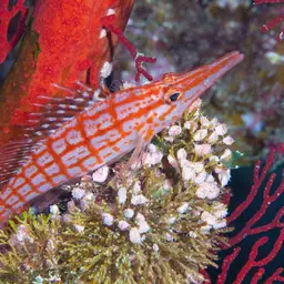 Longnose Hawkfish, photo 5